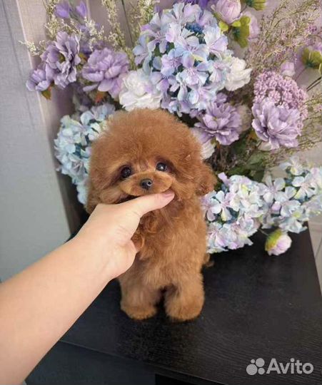 Тикап тедди пудель китай