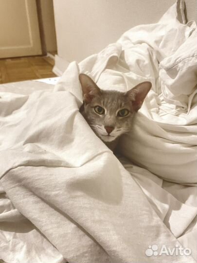 Передержка кошек домашняя