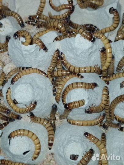 Кормовые насекомые. Зофобас