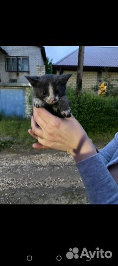 Котята в частном секторе ищет хозяев