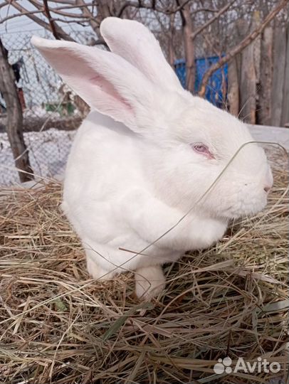 Самцы и самки 5-6 месячные