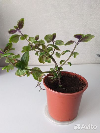 Плекрантус,традисканции