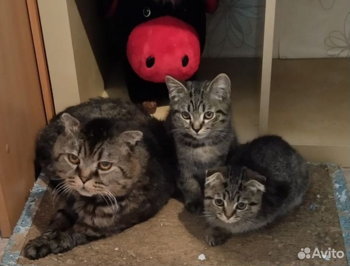 Котята в добрые руки мальчики
