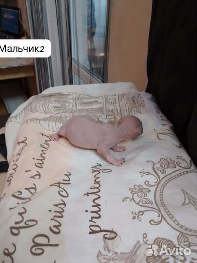 Канадский сфинкс эльф котенок