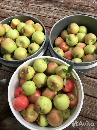 Садовые яблоки