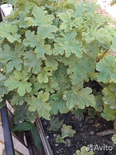 Комнатные цветы