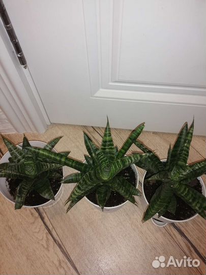 Сансевиерия сортовая