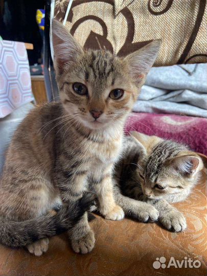 Котята