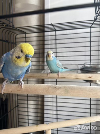 Радужные попугаи