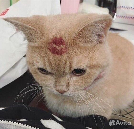 Билеты на концерт Алёна швец