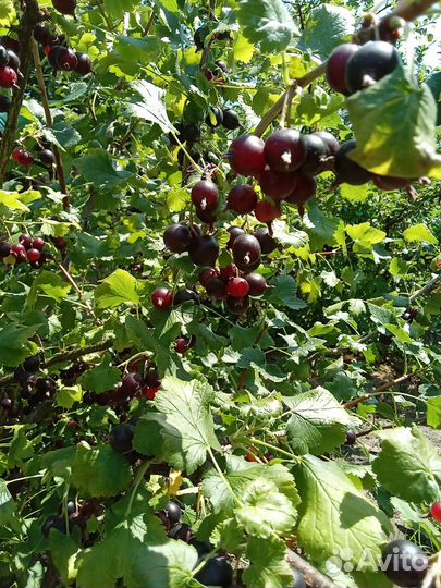 Саженцы йошты (гибрид крыжовника и смородины)