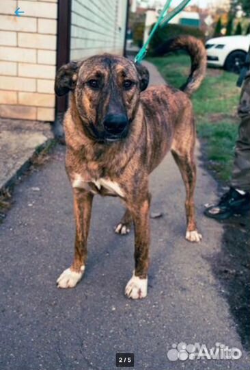 Собака в добрые руки