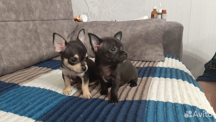 Щенки чихуахуа девочки