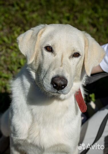 Белый. Метис лабрадора