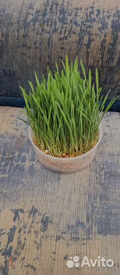 Пророщенная пшеница для животных