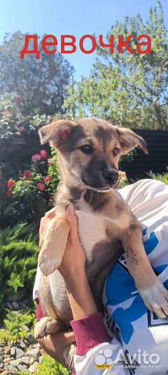 Левретка в добрые руки