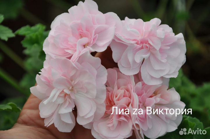 Пеларгония герань сортовая