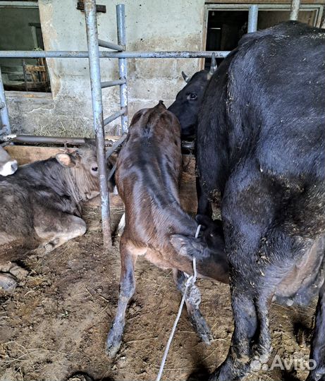 Продается телочка