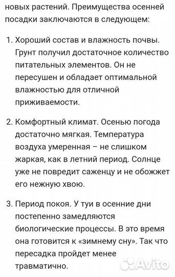 Саженцы можжевельника Блю чип