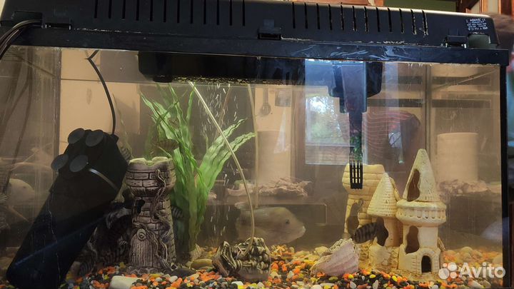 Аквариум с рыбками