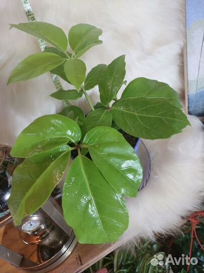 Шеффлера древовидная Солейл (Schefflera 'Soleil)