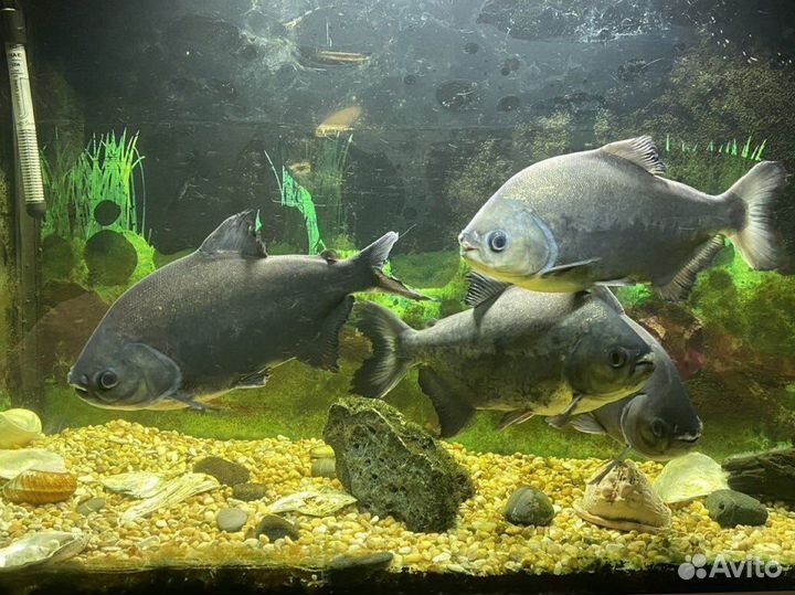 Аквариум с рыбками и тумбой