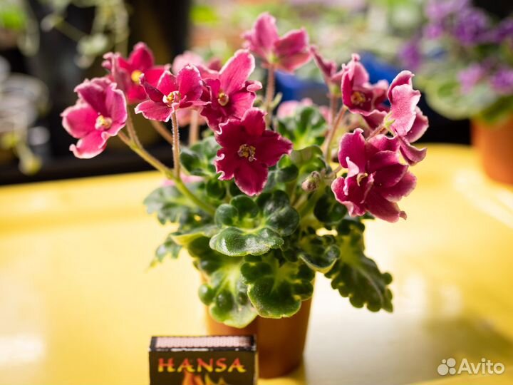 Цветущие фиалки