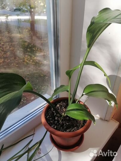 Эухарис амазонская лилия