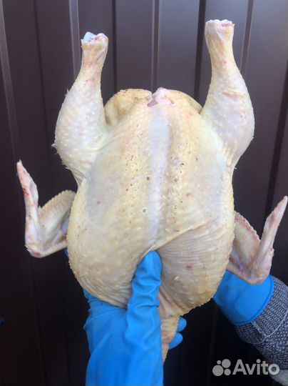 Мясо бройлера