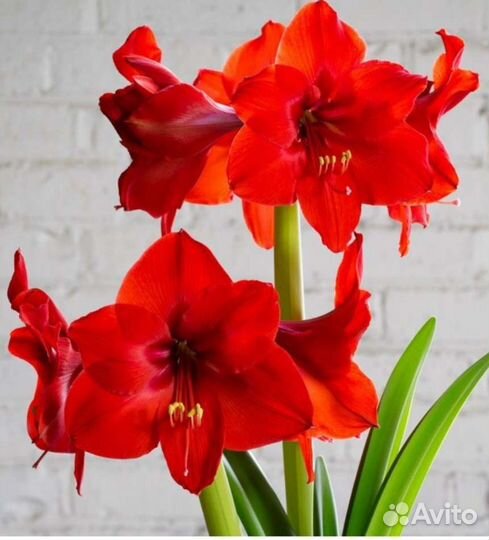 Амариллис, комнатный цветок