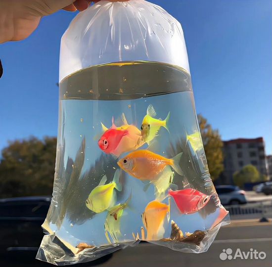 Тернеция неоны аквариумные рыбки