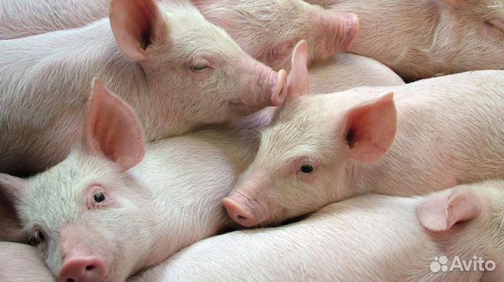 Поросята ландрас