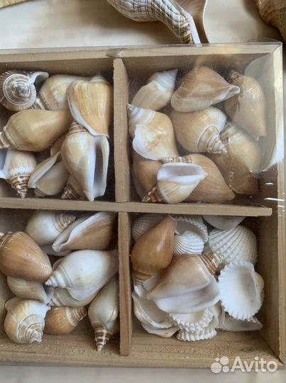 Декор морской ракушки морская звезда