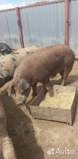 Продам кабана на племя