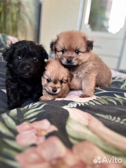 Отдам щенят в добрые руки