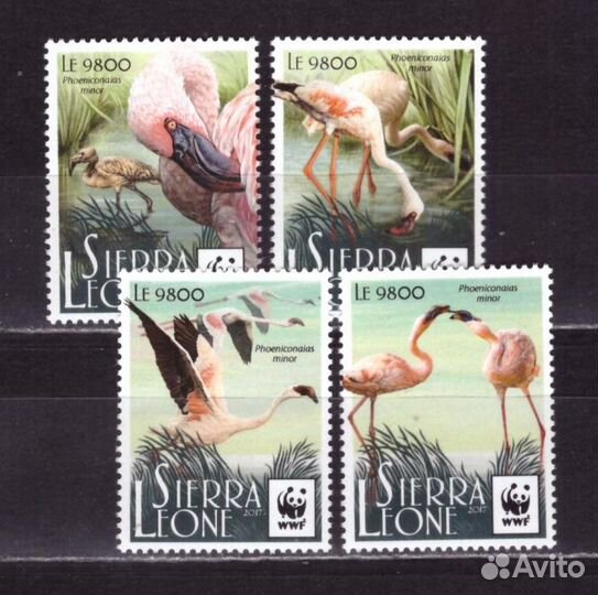 Сьерра-Леоне, 2017. Птицы