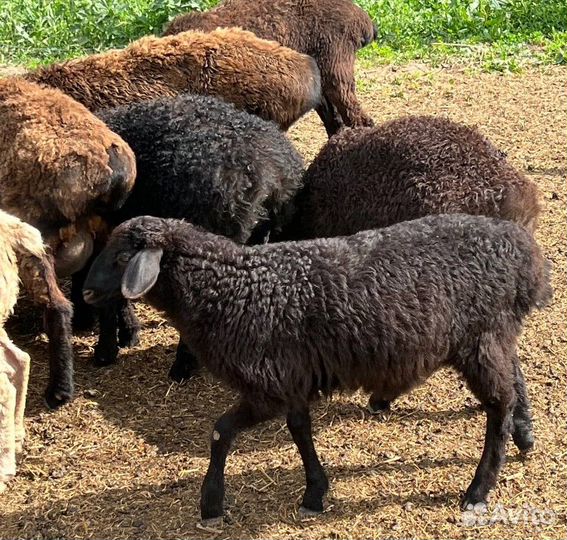 Эдильбаевские барашки на племя и на откорм