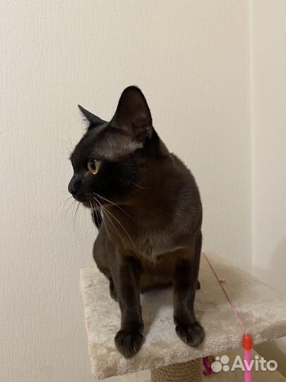 Бурманская