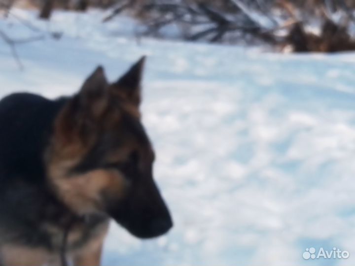 Кабель немецкой овчарки ищет вторую половинку