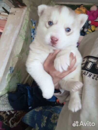 Щенки хаски