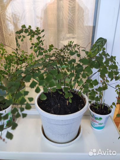 Папоротник Адиантум, спатифиллум, фикус