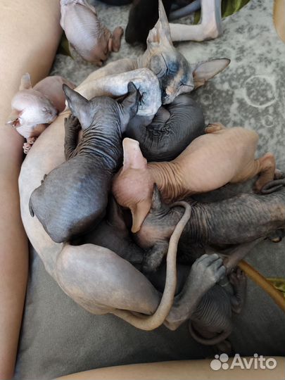 Канадский сфинкс