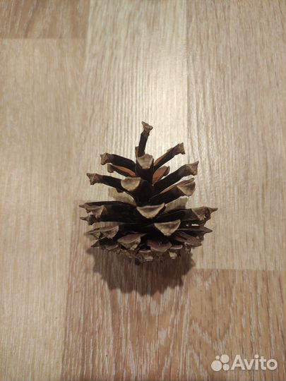 Шишки для декора