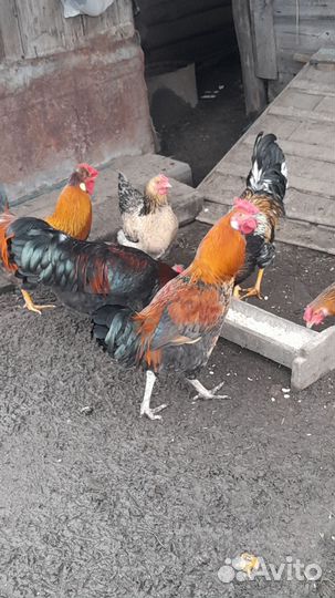Молодые петухи