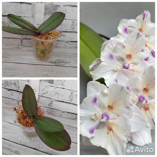 Фаленопсис (орхидея)