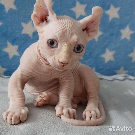 Канадский сфинкс малыши двльфы