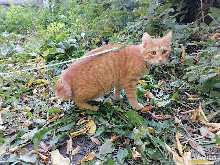 Отдам кошку