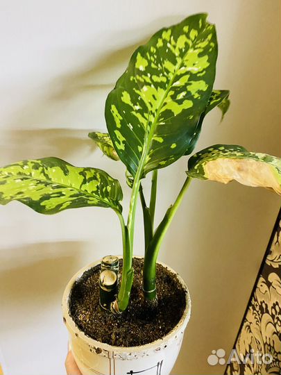 Диффенбахии и Карамель марбл зеленая