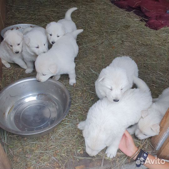 Швейцарская овчарка
