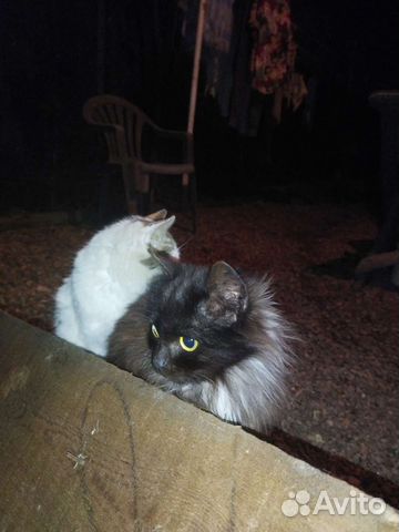 Дворовая кошка